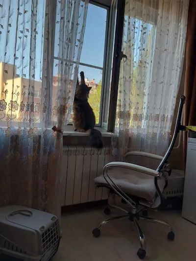 Сетка антикошка на окна в ЖК Новое Сертолово