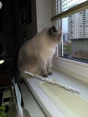 Cетка на окно для животных заказать и купить в Санкт-Петербурге